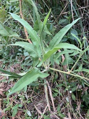 Persicaria stelligera