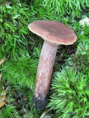Lactarius subdulcis