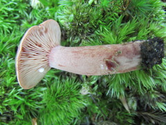 Lactarius subdulcis