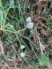 Persicaria stelligera