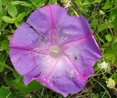 Ipomoea indica image