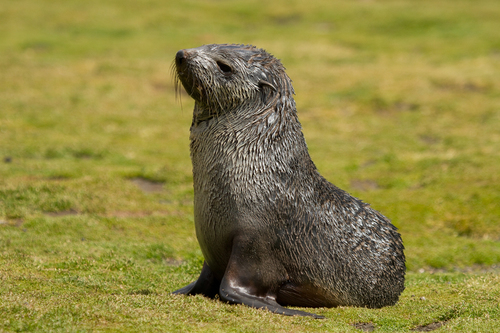 Antarctic Fur Seal, photo 6 of 8