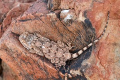 Agama anchietae