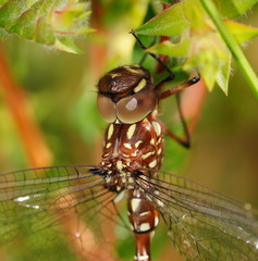 Dendroaeschna conspersa