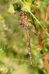 Dendroaeschna conspersa