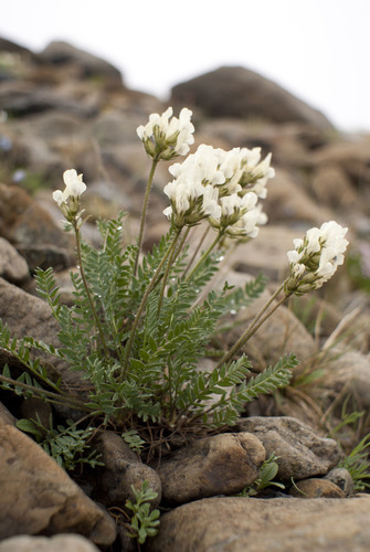 Oxytropis sordida