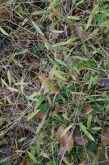 Microstegium vimineum