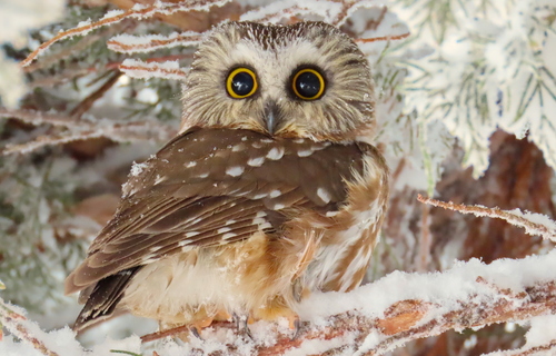 Northern Saw-whet Owl photographed in Colorado