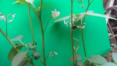 Solanum americanum