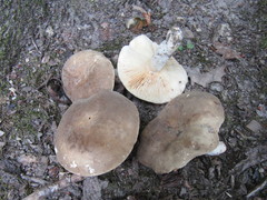Lactarius azonites