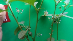 Solanum americanum