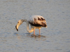 Phoenicopterus roseus