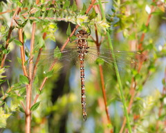 Dendroaeschna conspersa