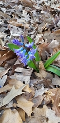 Hyacinthus orientalis