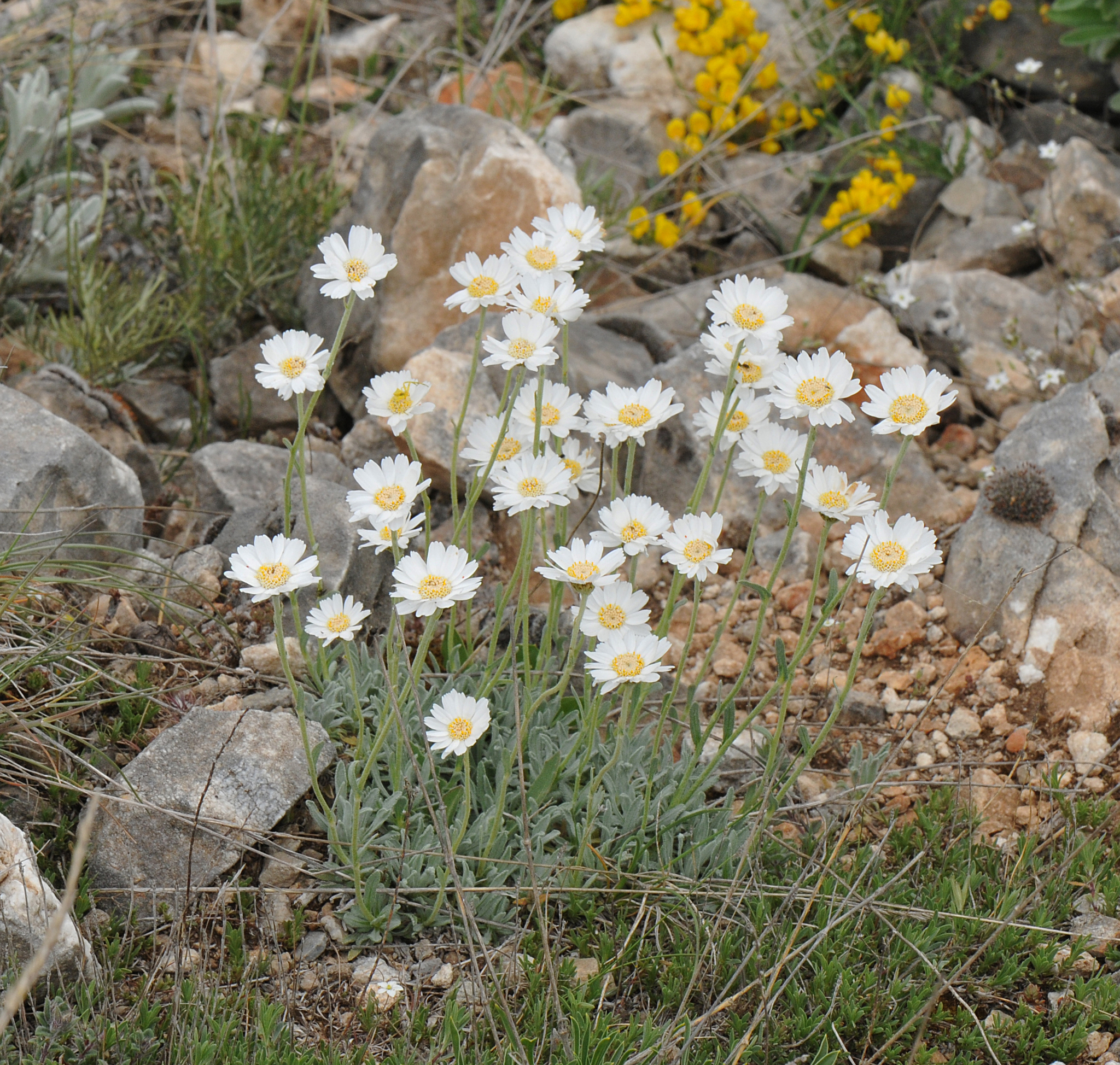 Achillea ageratifolia