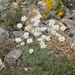 Achillea ageratifolia - Photo (c) Todd Boland, μερικά δικαιώματα διατηρούνται (CC BY-NC), uploaded by Todd Boland