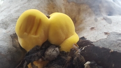 Laetiporus gilbertsonii