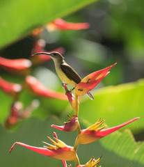 Arachnothera longirostra