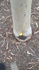 Laetiporus gilbertsonii