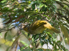 Pycnonotus finlaysoni