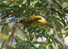 Pycnonotus finlaysoni