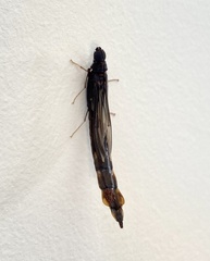 Lymexylidae
