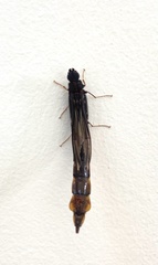 Lymexylidae