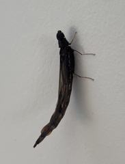 Lymexylidae