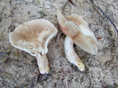 Lactarius acris