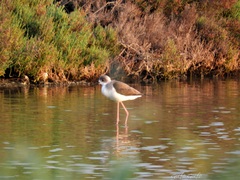 Himantopus himantopus