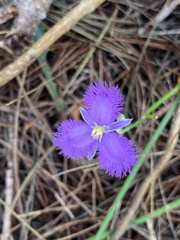 Thysanotus banksii