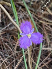 Thysanotus banksii