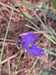 Thysanotus banksii