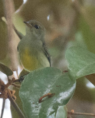 Dicaeum trigonostigma