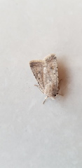 Caradrina