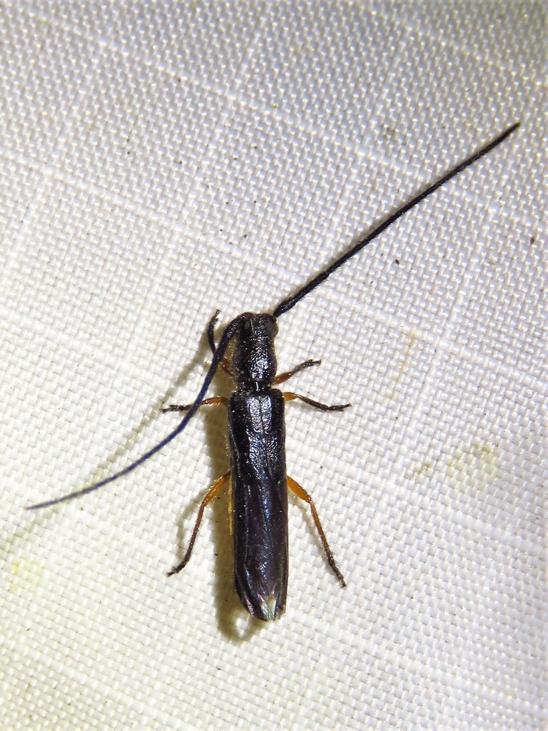 Methia tenuipes