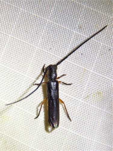 Tessaropa tenuipes
