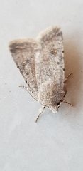 Caradrina