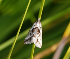 Dichromodes stilbiata