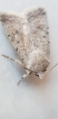 Caradrina