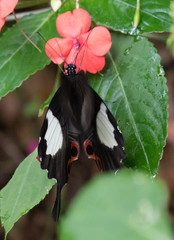 Papilio iswara