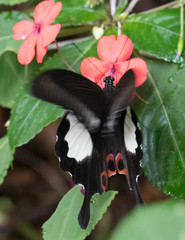 Papilio iswara