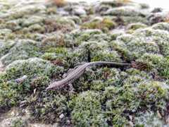 Podarcis guadarramae guadarramae