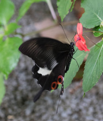 Papilio iswara