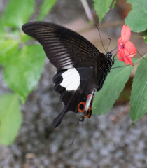 Papilio iswara
