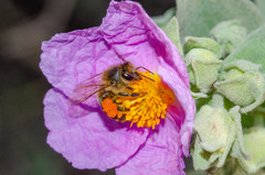 Apis mellifera