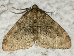 Nebula ibericata