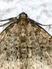 Nebula ibericata
