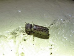 Amphicerus bicaudatus