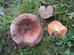 Lactarius trivialis